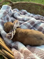 Jasper, a male Dachshund and Miniature Dachshund for sale in Rochelle, GA – 4 of 8