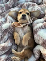 Jasper, a male Dachshund and Miniature Dachshund for sale in Rochelle, GA – 5 of 8