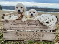 Tripp, a male Dachshund and Miniature Dachshund for sale in Abbeville, GA – 4 of 4