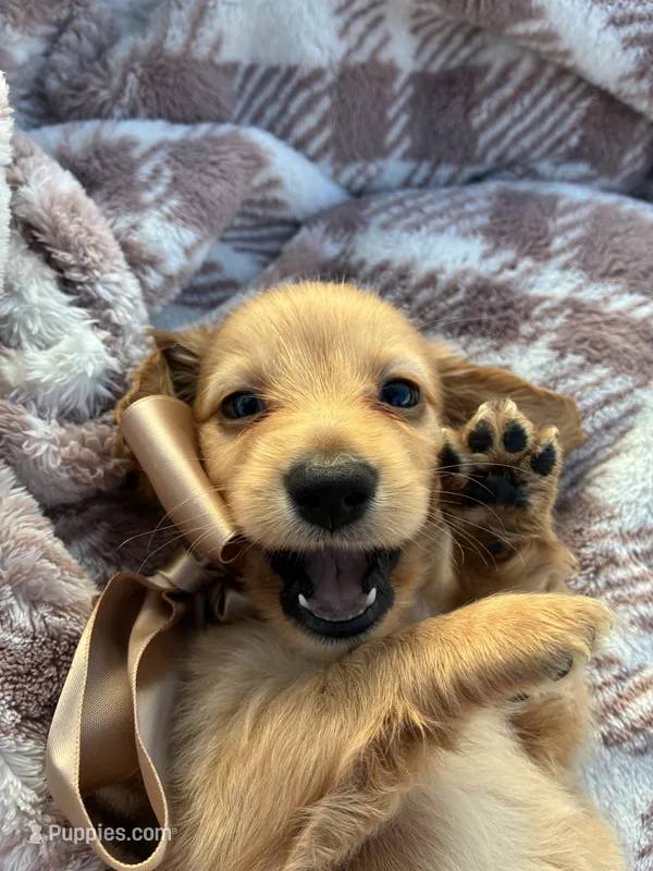 Oakley – Miniature Dachshund puppy for sale in Rochelle, GA