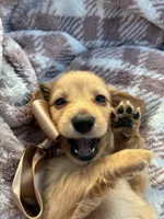 Oakley, a male Miniature Dachshund for sale in Rochelle, GA – 1 of 10