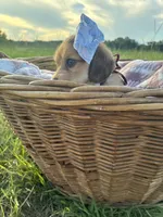 Tiny, a female Dachshund and Miniature Dachshund for sale in Rochelle, GA – 8 of 10