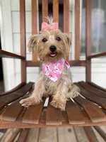 Addie Grace, a female Yorkshire Terrier for sale in Abbeville, GA – 8 of 10
