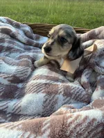 Sebastian, a male Dachshund and Miniature Dachshund for sale in Rochelle, GA – 8 of 9