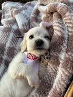 Snowball, a female Dachshund and Miniature Dachshund for sale in Rochelle, GA – 6 of 8