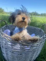 Theodore Teddy, a male Yorkshire Terrier for sale in Abbeville, GA – 3 of 7