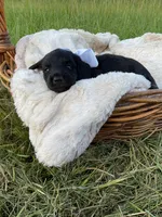 Grizzly , a male Dachshund and Miniature Dachshund for sale in Rochelle, GA – 6 of 10