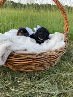 AKC Grizzly , a male Dachshund and Miniature Dachshund for sale in Rochelle, GA – 8 of 9