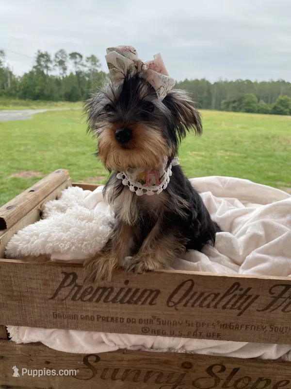 Addie Grace, a female Yorkshire Terrier for sale in Abbeville, GA – 1 of 10