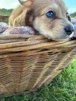 Jasper, a male Dachshund and Miniature Dachshund for sale in Rochelle, GA – 3 of 8