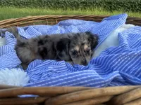 Sebastian, a male Dachshund and Miniature Dachshund for sale in Rochelle, GA – 7 of 10