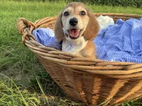 Jasper, a male Dachshund and Miniature Dachshund for sale in Rochelle, GA – 4 of 9