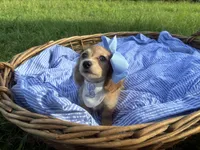 Luna(Tiny), a female Dachshund and Miniature Dachshund for sale in Rochelle, GA – 7 of 9