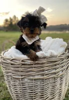 Addie Grace, a female Yorkshire Terrier for sale in Abbeville, GA – 7 of 10