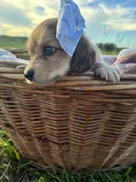 Luna(Tiny), a female Dachshund and Miniature Dachshund for sale in Rochelle, GA – 9 of 9