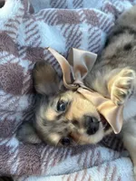 Sebastian, a male Dachshund and Miniature Dachshund for sale in Rochelle, GA – 7 of 9