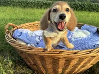Jasper, a male Dachshund and Miniature Dachshund for sale in Rochelle, GA – 7 of 9