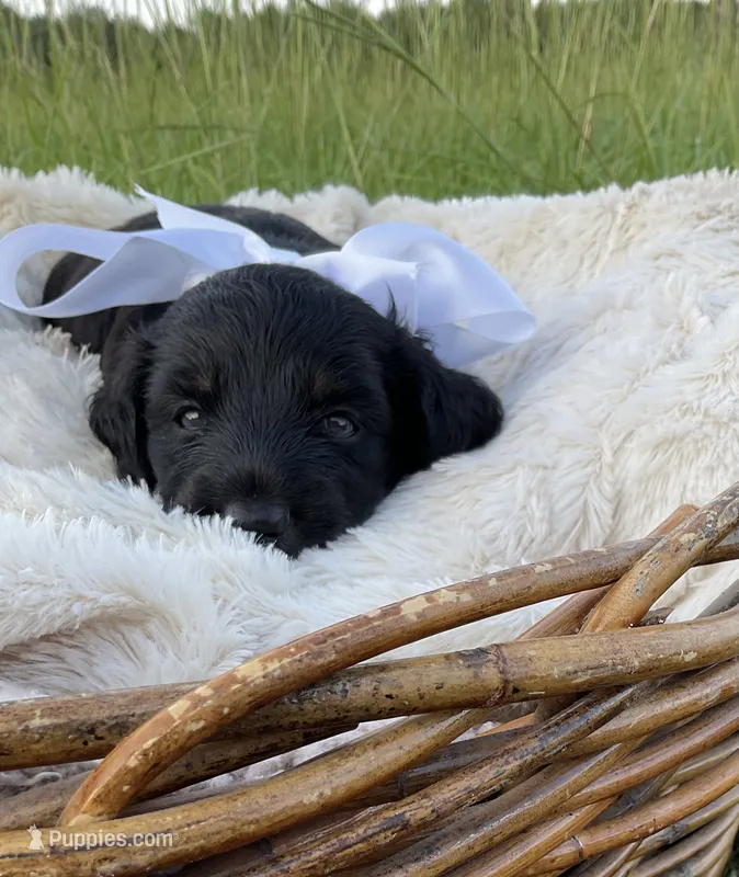 Grizzly  – Dachshund, Miniature Dachshund puppy for sale in Rochelle, GA