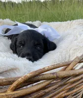 Grizzly , a male Dachshund and Miniature Dachshund for sale in Rochelle, GA – 1 of 10