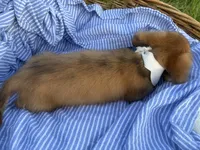 Jasper, a male Dachshund and Miniature Dachshund for sale in Rochelle, GA – 6 of 9