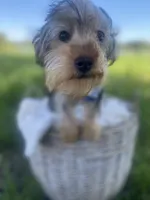 Theodore Teddy, a male Yorkshire Terrier for sale in Abbeville, GA – 2 of 7