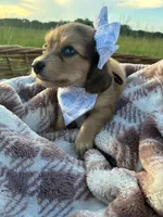 Tiny, a female Dachshund and Miniature Dachshund for sale in Rochelle, GA – 5 of 10