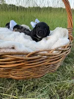 Grizzly , a male Dachshund and Miniature Dachshund for sale in Rochelle, GA – 8 of 10