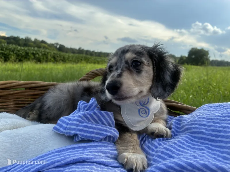 Sebastian – Dachshund, Miniature Dachshund puppy for sale in Rochelle, GA