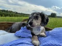 Sebastian, a male Dachshund and Miniature Dachshund for sale in Rochelle, GA – 1 of 10