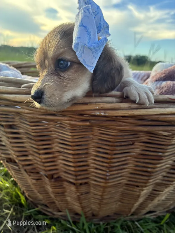 Tiny – Dachshund, Miniature Dachshund puppy for sale in Rochelle, GA