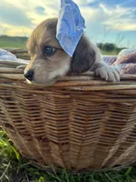 Tiny, a female Dachshund and Miniature Dachshund for sale in Rochelle, GA – 1 of 10