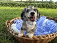 Sebastian, a male Dachshund and Miniature Dachshund for sale in Rochelle, GA – 2 of 10