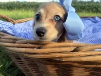Luna(Tiny), a female Dachshund and Miniature Dachshund for sale in Rochelle, GA – 6 of 9