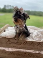 Addie Grace, a female Yorkshire Terrier for sale in Abbeville, GA – 3 of 10