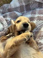 Oakley, a male Miniature Dachshund for sale in Rochelle, GA – 5 of 10
