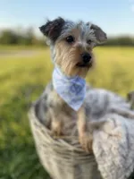 Elliot Theodore, a male Yorkshire Terrier for sale in Abbeville, GA – 3 of 9