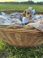 Tiny, a female Dachshund and Miniature Dachshund for sale in Rochelle, GA – 2 of 10