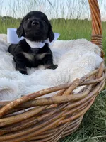 Grizzly , a male Dachshund and Miniature Dachshund for sale in Rochelle, GA – 4 of 10