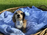 Luna(Tiny), a female Dachshund and Miniature Dachshund for sale in Rochelle, GA – 4 of 9