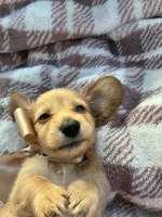 Oakley, a male Miniature Dachshund for sale in Rochelle, GA – 4 of 10