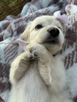 Snowball, a female Dachshund and Miniature Dachshund for sale in Rochelle, GA – 8 of 8