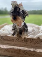 Addie Grace, a female Yorkshire Terrier for sale in Abbeville, GA – 6 of 10