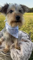 Elliot Theodore, a male Yorkshire Terrier for sale in Abbeville, GA – 4 of 9