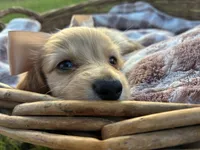 Oakley, a male Miniature Dachshund for sale in Rochelle, GA – 8 of 10