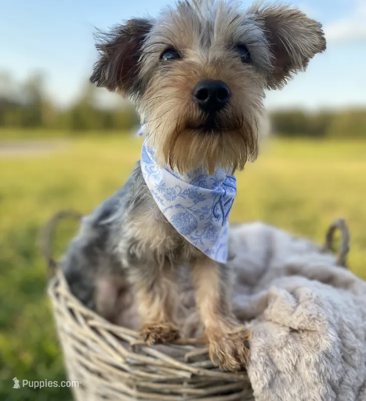 Elliot Theodore – Yorkshire Terrier puppy for sale in Abbeville, GA