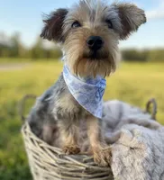 Elliot Theodore, a male Yorkshire Terrier for sale in Abbeville, GA – 1 of 9
