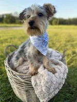 Elliot Theodore, a male Yorkshire Terrier for sale in Abbeville, GA – 2 of 9