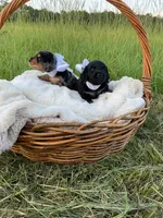 Grizzly , a male Dachshund and Miniature Dachshund for sale in Rochelle, GA – 9 of 10