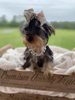 Addie Grace, a female Yorkshire Terrier for sale in Abbeville, GA – 5 of 10