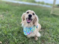 Carson Theodore- Longhaired, a male Dachshund and Miniature Dachshund for sale in Abbeville, GA – Photo 8 of 9